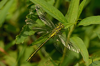 g1230. Klnatka zpadn (Gomphus pulchellus)