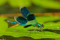 	A5369	 Motýlice lesklá (Calopteryx splendens)