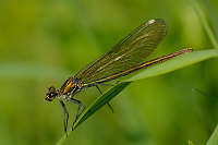 c6688. Motýlice lesklá (Calopteryx splendens)