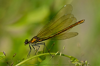 c6699. Motýlice lesklá (Calopteryx splendens)