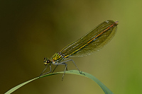 c6743. Motýlice lesklá (Calopteryx splendens)