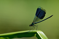 c7171. Motýlice lesklá (Calopteryx splendens)