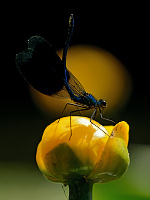 e1320. Motýlice lesklá (Calopteryx splendens)