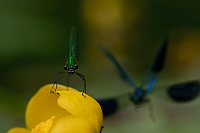 g0985. Motýlice lesklá (Calopteryx splendens)