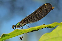	6720.	 Motýlice obecná (Calopteryx virgo)