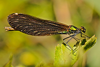 	6737.	 Motýlice obecná (Calopteryx virgo)