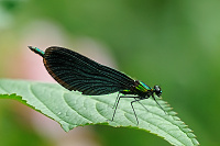 	A6418	 Motýlice obecná (Calopteryx virgo)