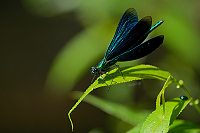 c3895. Motýlice obecná (Calopteryx virgo)