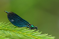 e0662. Motýlice obecná (Calopteryx virgo)