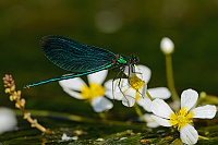 e0944. Motýlice obecná (Calopteryx virgo)
