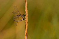 d3922. Šídlatka velká (Lestes viridis)