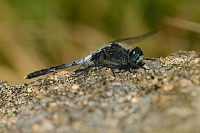 c8252 Vážka běloústá (Leucorrhinia albifrons)