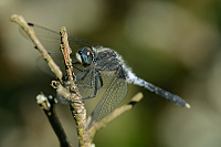 g2221. Vážka běloústá (Leucorrhinia albifrons)