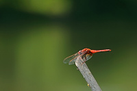 	A3835	 Vážka červená (Crocothemis erythraea)