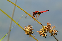 	A4386	 Vážka červená (Crocothemis erythraea)