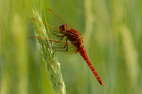 f1065. Vážka červená (Crocothemis erythraea)