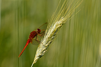 f2221. Vážka červená (Crocothemis erythraea)