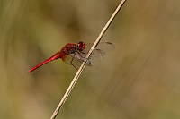 f4444. Vážka červená (Crocothemis erythraea)