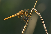 f4454. Vážka červená (Crocothemis erythraea)