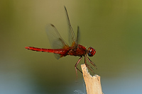 f4504. Vážka červená (Crocothemis erythraea)