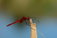 f4552. Vážka červená (Crocothemis erythraea)