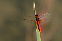 f4669. Vážka červená (Crocothemis erythraea)