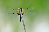 	A1081	 Vážka čtyřskvrnná (Libellula quadrimaculata)