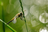 Vážka čtyřskvrnná (Libellula quadrimaculata)