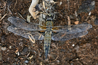 b3731 Vážka čtyřskvrnná (Libellula quadrimaculata)