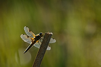 e1759. Vážka čtyřskvrnná (Libellula quadrimaculata)