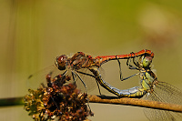 Vážka obecná (Sympetrum vulgatum)