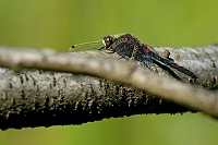 b1882. Vážka tmavoskvrnná (Leucorrhinia rubicunda)