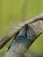 b1900. Vážka tmavoskvrnná (Leucorrhinia rubicunda)