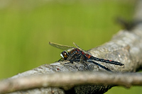 Vážka tmavoskvrnná (Leucorrhinia rubicunda)